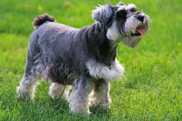 带你取老头狗的别名（长的像小老头的狗叫什么）