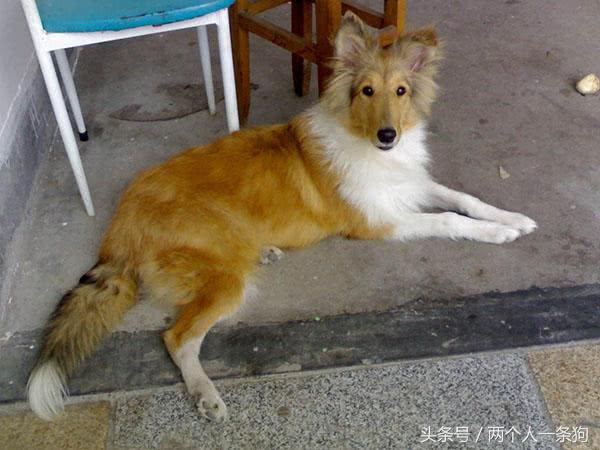 苏格兰牧羊犬怎么养（详解：养苏格兰牧羊犬的优缺点）