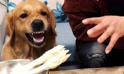 狗狗恨透主人的十种表现