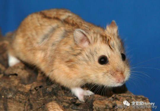 盘点各种色系的坎贝尔仓鼠（为何不建议养银狐仓鼠）