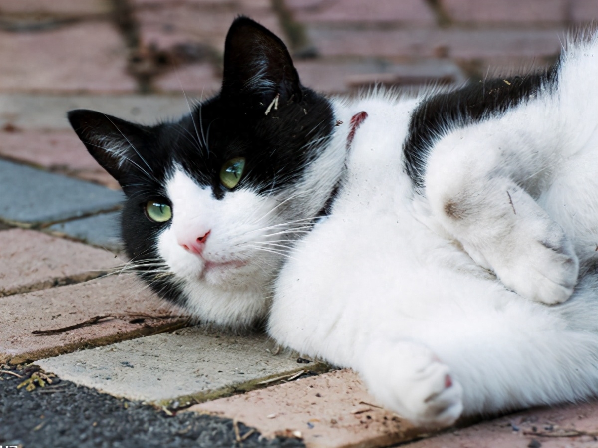 丢了猫千万别找为什么（附：前3天是找猫的黄金时间不然回不来）