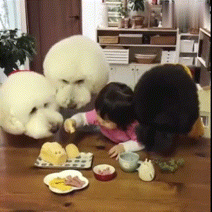 分享饲养巨型贵宾犬的好处（巨型贵宾犬好养吗）