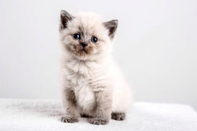 猫咪得了猫鼻支是什么症状（详解：鼻支猫咪症状）