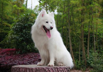 狗狗拉血用什么药最好（狗狗拉肚子吃什么药）