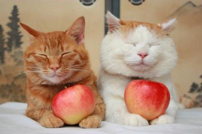 猫咪能吃啥水果（给猫咪吃这7种果蔬）