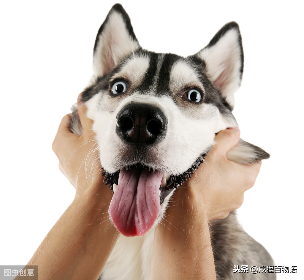 铲屎官被自家狗做了的原因（详解：被养的狗弄了怎么解决）