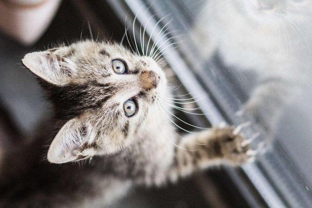 猫哭了代表什么预兆(猫在哭是什么预兆)