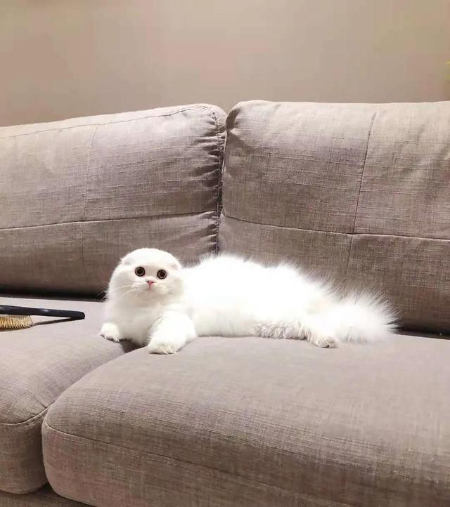 纯白高地猫好养吗(纯白高地猫优缺点)