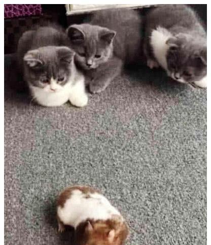 女子上班忘记把仓鼠关进笼子,赶紧飞奔回家进门一看,顿时傻眼了 女子上班忘记把仓鼠关进笼子,赶紧飞奔回家进门一看,顿时傻眼了