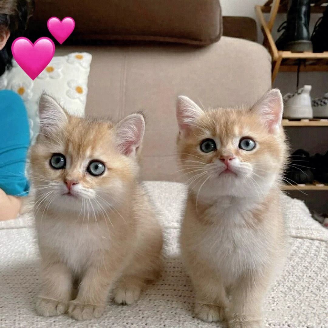 猫知道自己换主人了吗（附：猫有长期记忆及短期记忆）