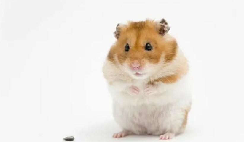 仓鼠吃过量奶酪会怎么样（附：仓鼠能吃奶酪吗)