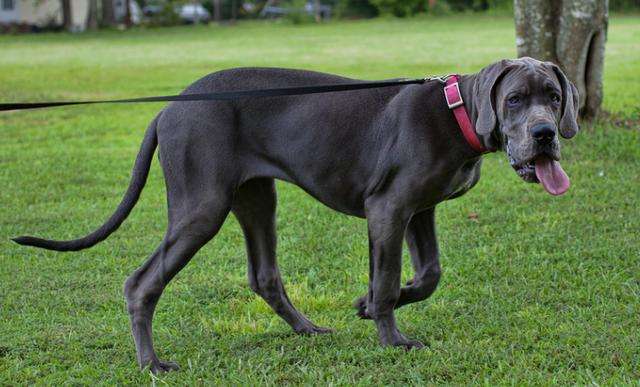 不推荐养这些狗,寿命短不能陪你很久