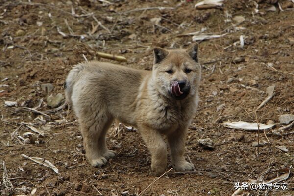 土狗子养殖一年的利润有多少（附：养土狗一只能有什么利润）