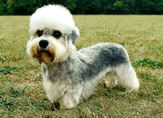 宠物犬排名及图片大全（宠物犬种类大全及名称）