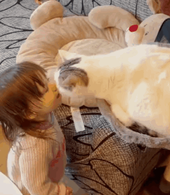 布偶绝对不能养公猫的理由（盘点布偶最难过的3个表现）