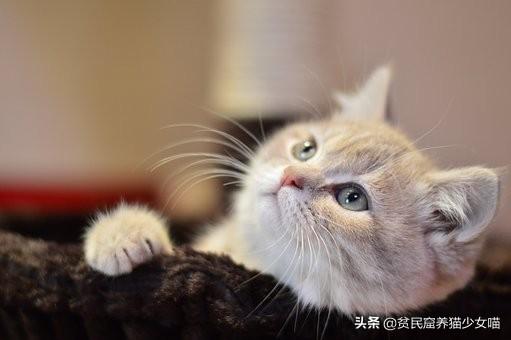 如何确定猫认宠主的表现（附：猫咪能听懂人类的语言嘛）