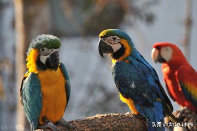 玄凤鹦鹉多大教他说话（刚开始怎么教鹦鹉说话）