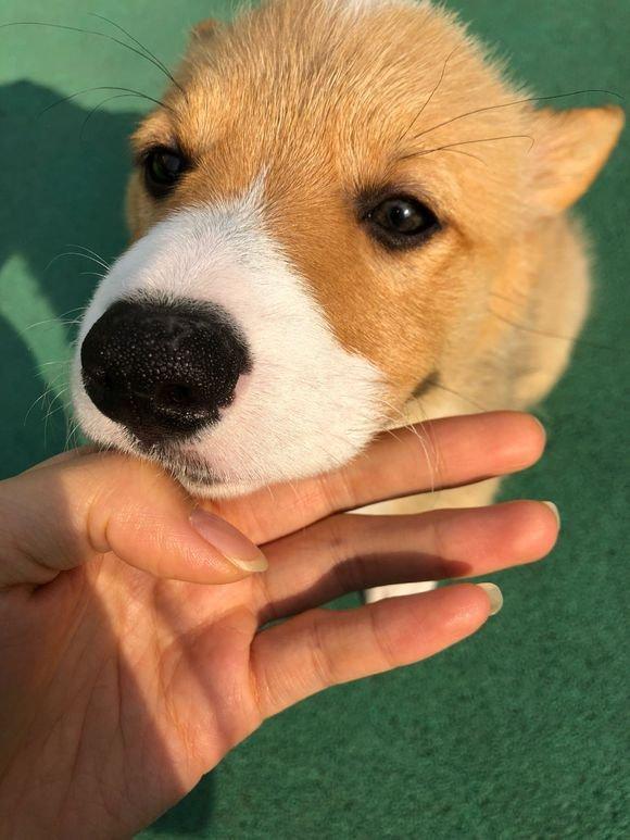 柯基犬怎么喂养（告诉你养柯基的七大好处）