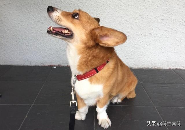 分享十个不养柯基的理由（详解：女生为什么不能养柯基）