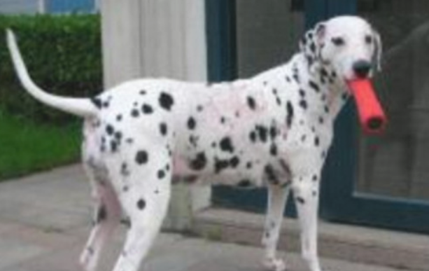 家中小狗生下一窝麦町犬，趴成一堆萌怪许多人，真是太有阵仗了