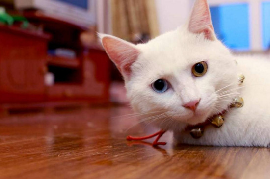 猫发烧多表现为何症状（附：猫咪发烧的治疗方法）