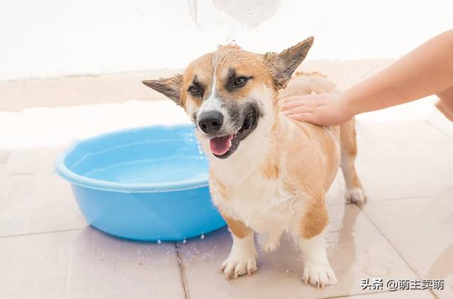 分享十个不养柯基的理由（详解：女生为什么不能养柯基）