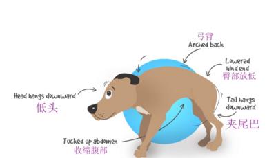 狗慢性胰腺炎的4大症状（狗狗胰腺炎有什么症状)