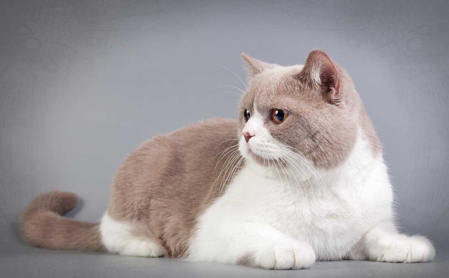 猫的图片大全大图侧面（看图识小猫猫品种大全）