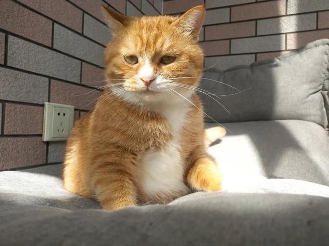 猫腿瘸了自己能恢复吗(猫后腿瘸了自己能恢复吗)