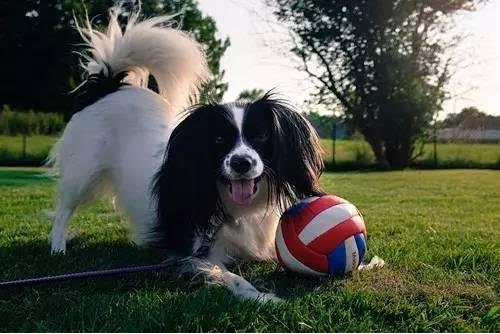 分享养蝴蝶犬的五大理由（蝴蝶犬好养吗）