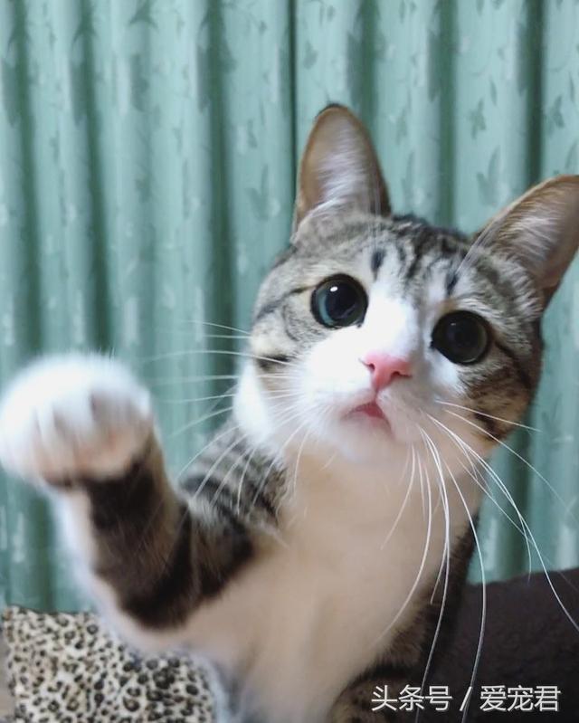 猫能吃鸡骨头吗(猫可以吃鸡骨头吗)