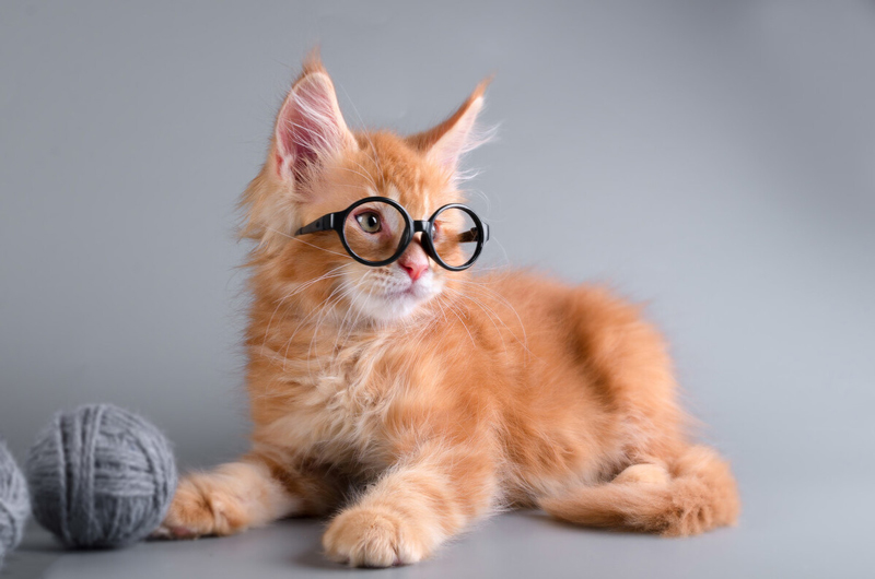 猫崽最容易死的时间