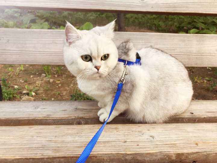 建议养英短的六个原因（英国短毛猫好养吗）