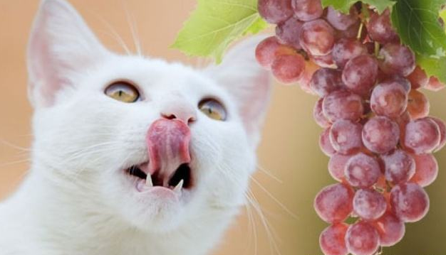 猫能能蛋糕吗(分享猫咪不能吃的食物)