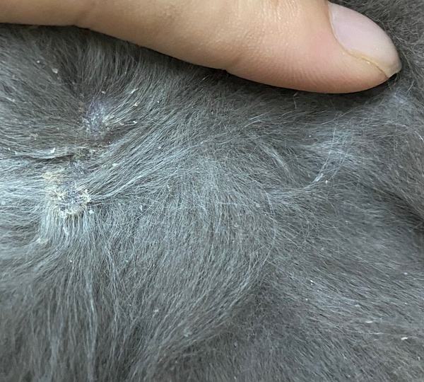 猫身上为何有白色头皮屑（详解：猫身上掉落白色类似头皮屑的东西）