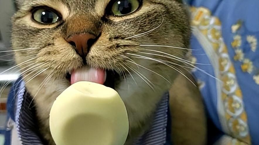 猫可以吃豆腐吗熟的(盘点新手养猫注意事项)