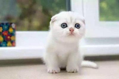 （小）猫感冒症状能自愈吗