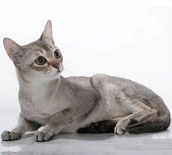 猫的图片大全大图侧面（看图识小猫猫品种大全）