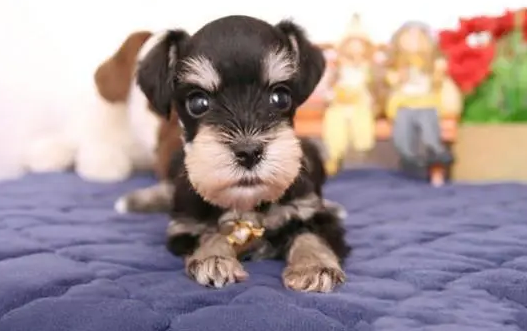 雪纳瑞属于什么档次的狗