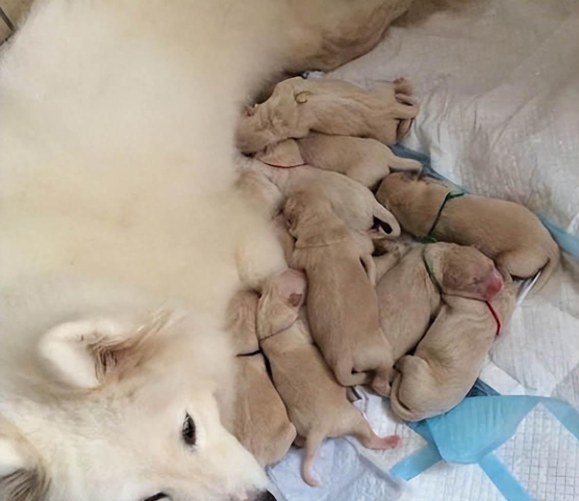 为什么狗第一胎不能要（附：第一胎容易死亡是一个常见的现象）