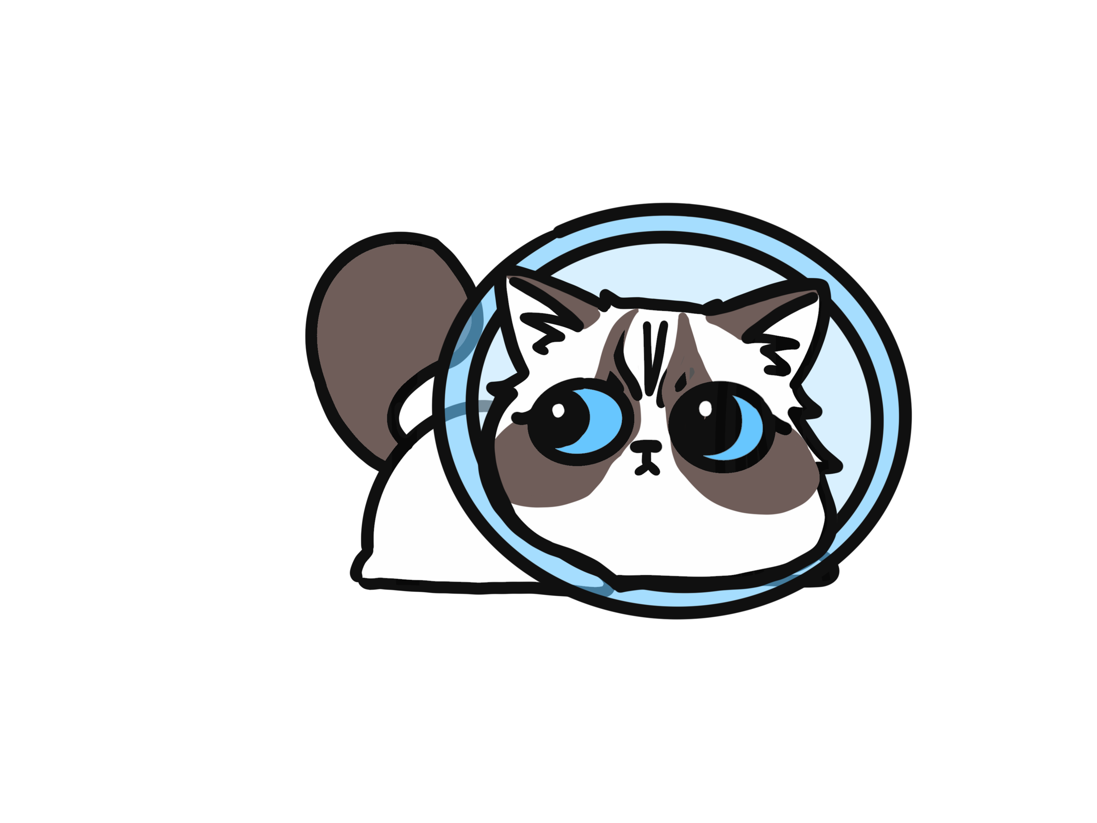 公猫体重多少斤才能绝育（6个月以上且体重在六斤以上才可绝育）