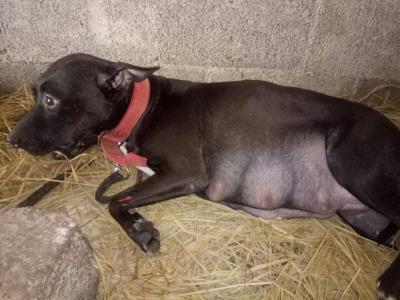 狗狗假孕该怎么处理（狗狗也会假装怀孕）