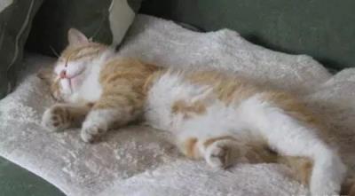 猫咪睡姿代表什么图解（猫咪睡姿反应猫咪性格）