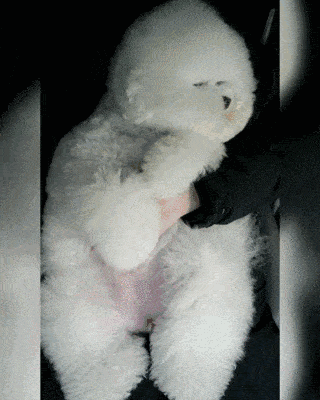 比熊喜欢主人的六大表现（详解：比熊认主人有哪些特征）