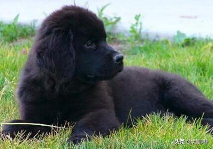 纽芬兰犬怎么喂养（详解：纽芬兰犬的饲养技巧）