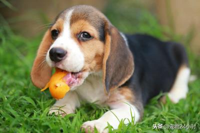 给狗狗吃水果要注意些什么(狗狗可以吃红枣吗)