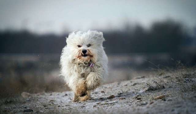 不养灵缇的四大原因