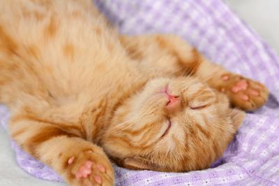 小猫流黄鼻涕吃什么药(猫咪感冒流鼻涕吃啥药)