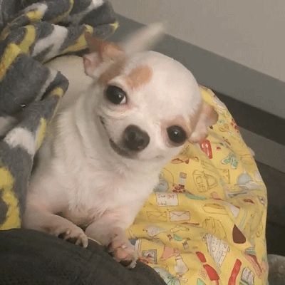 盘点九大新手好养的狗狗(适合家养的狗狗排名)