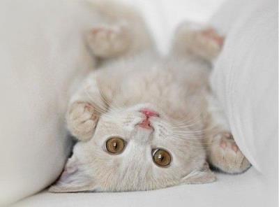 幼猫又吐又拉稀怎么办（幼猫拉稀是什么原因）